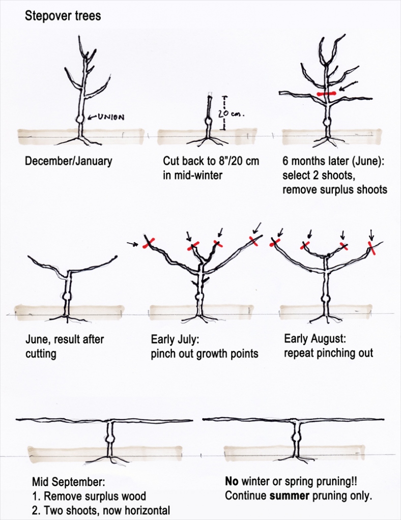 Cómo entrenar una posición de ángulo de rama de árbol frutal