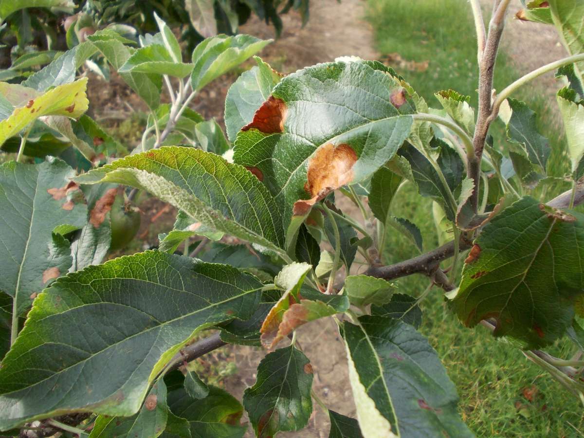 liście diagnostyczne drzewa owocowego z brązowymi plamkami
