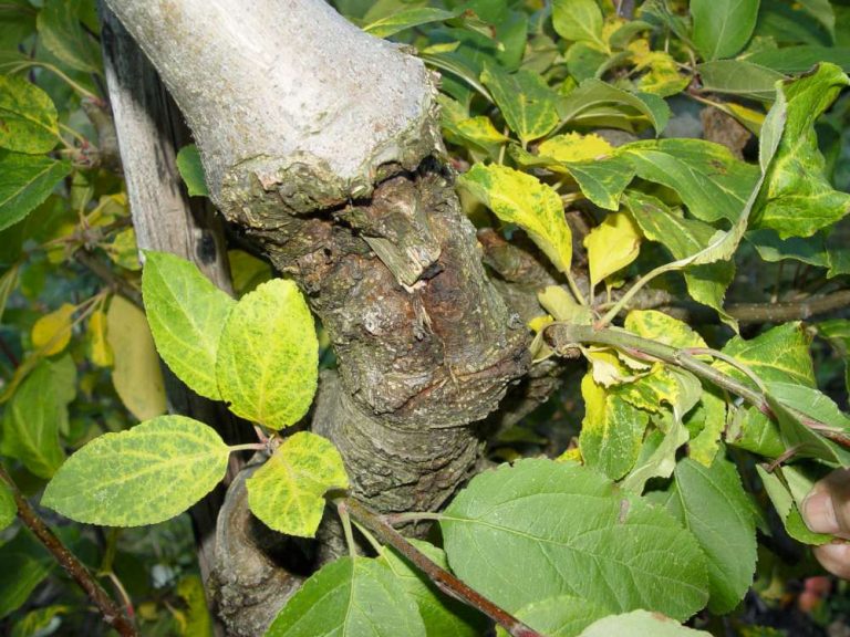 Canker on apple trees Suffolk Fruit and Trees The Fruit Tree