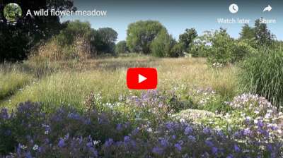wild flower meadow