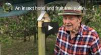 An insect hotel and fruit tree pollination, video tutorial