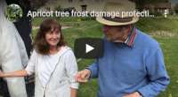 Apricot tree frost damage protection, video tutorial