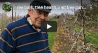 Bark, tree health, and tree canker treatment, video tutorial