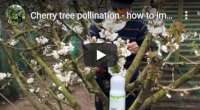 Cherry tree pollination how to improve it, video tutorial
