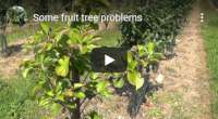 Fruit tree problems aphis too many weeds around the tree insufficient water and rabbit damage, video tutorial