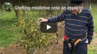 Grafting mistletoe onto an apple tree