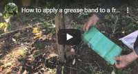 How to apply a grease band to a fruit tree, video tutorial