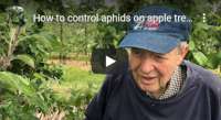 How to control aphids on apple trees