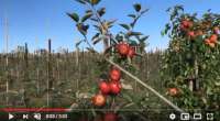 Picking apples How to determine when apples are ready to pick, video tutorial