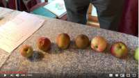 How to identify an apple variety video