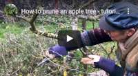 How to prune an apple tree video tutorial