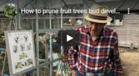 How to prune fruit trees and stages of bud development, video tutorial