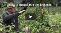 How to support fruit tree branches, video tutorial