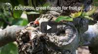 Ladybirds, great friends for fruit growers, video tutorial