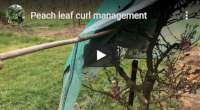 Peach leaf curl management video
