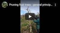 Pruning fruit trees general principles video
