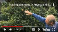 Pruning pear trees in August and September pruning fruit trees, video tutorial