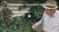 Summer Sun a compact self-fertile cherry video tutorial