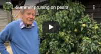 Summer pruning on pears pruning fruit trees, video tutorial