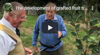 The development of grafted fruit trees