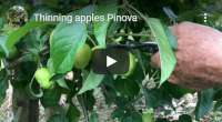 Thinning Pinova apples video tutorial