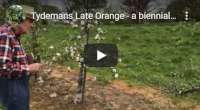 Tydemans Late Orange a biennial bearing variety, video tutorial