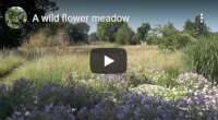 wild flower meadow video