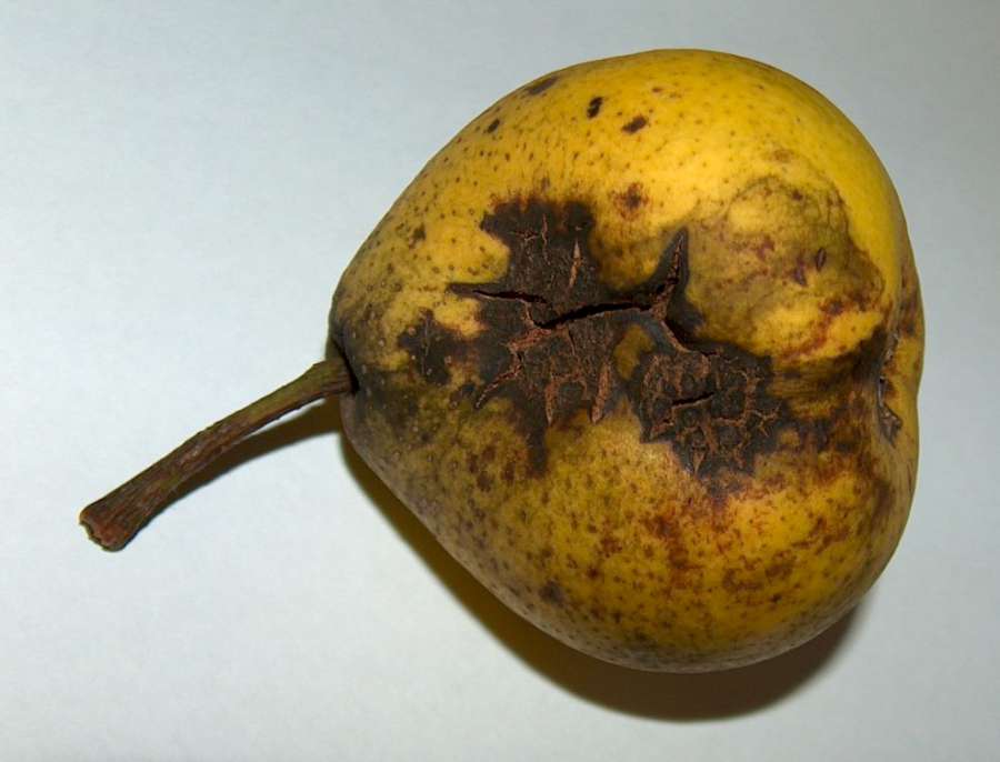 pear scab