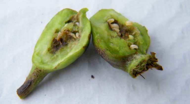 Pear midge - Suffolk Fruit and Trees - The Fruit Tree Specialists