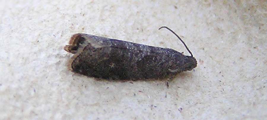 plum moth Grapholita funebrana
