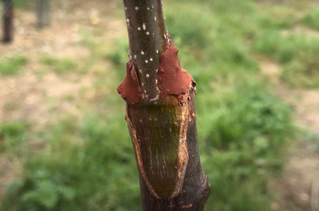 Long term affects of grafting in fruit trees