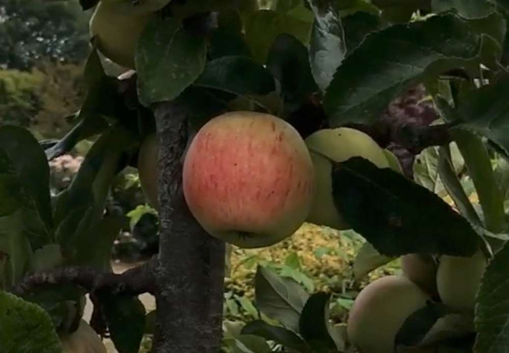 Suffolk Pink apple
