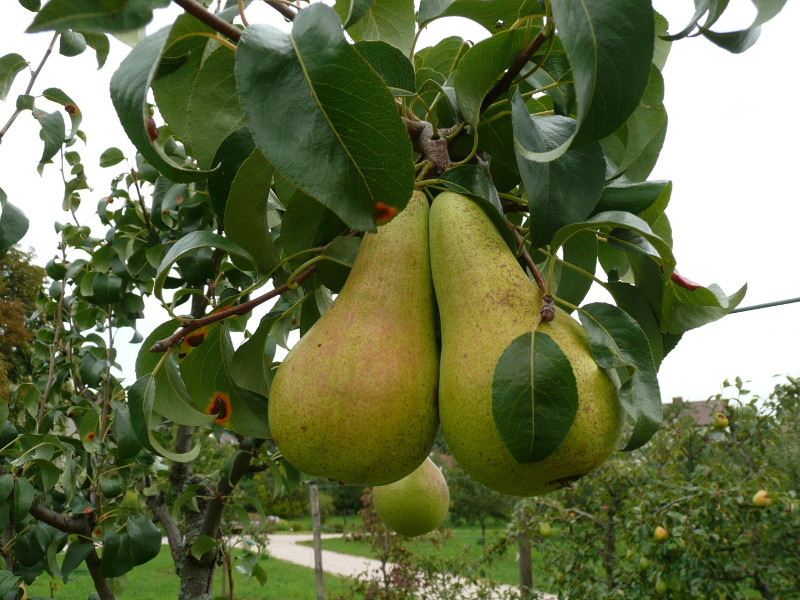 concorde pear