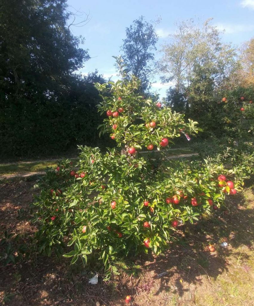 older fruit tree