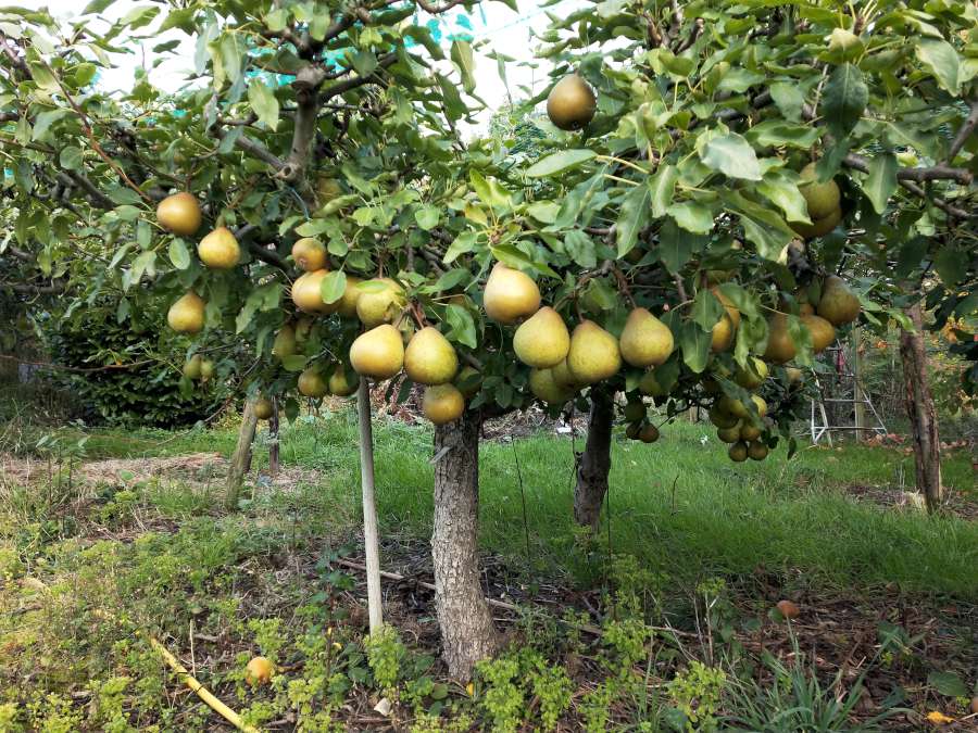 Espalier fruit trees for sale suffolk