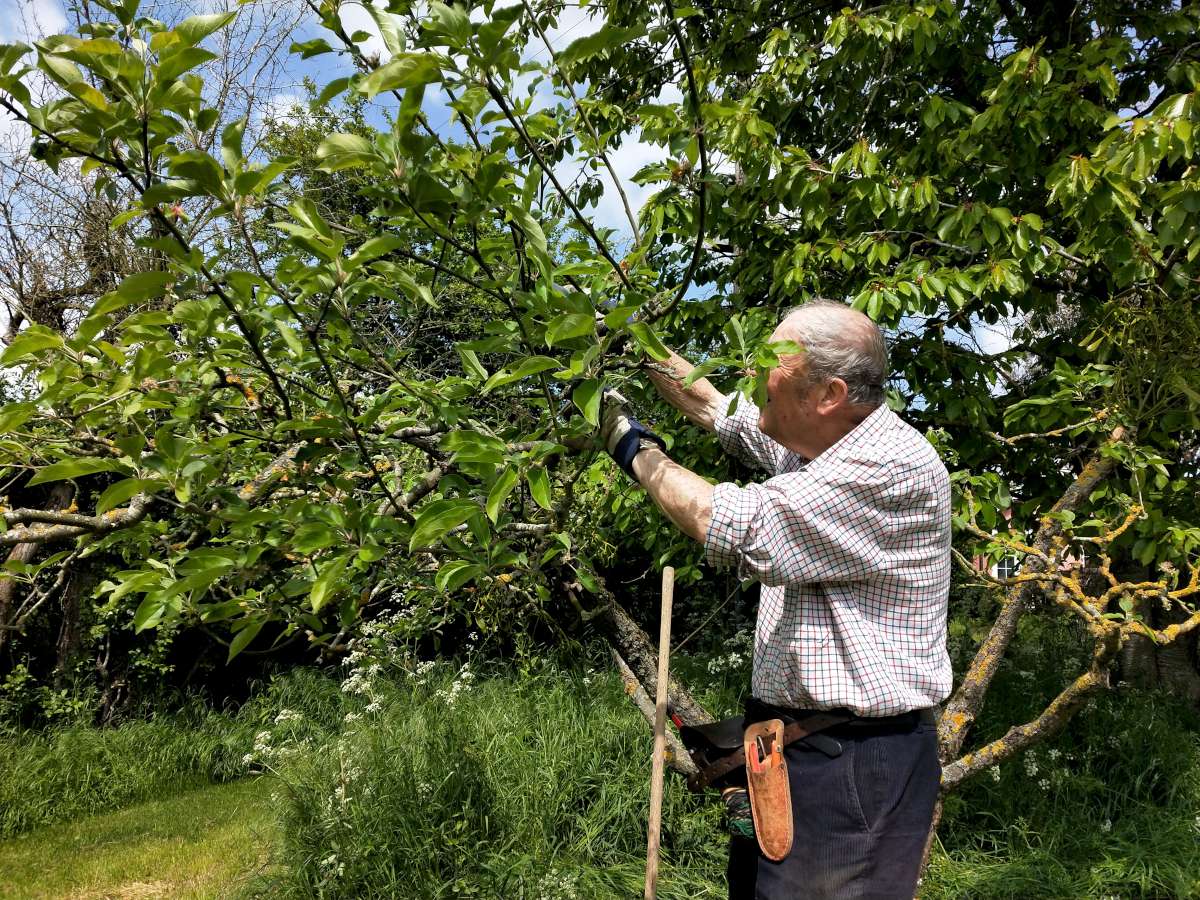 Restoring old fruit trees Suffolk
