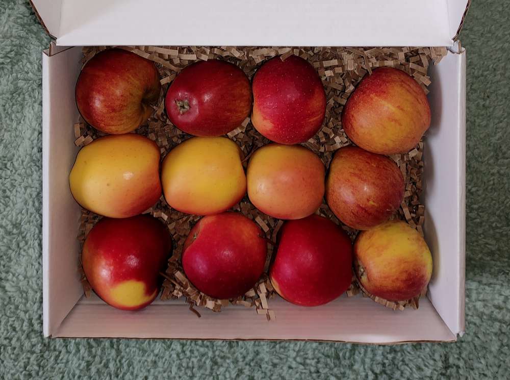 Premium English apples, mixed variety pack