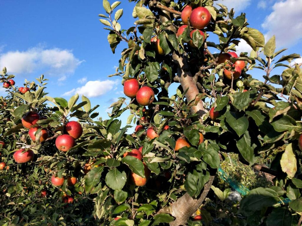 Winter Wonder apples